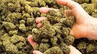 أستاذ سموم يحذر من مخاطر الهيدرو وتأثيراته على الجهاز العصبي