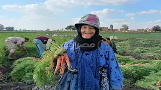 حصاد الذهب الأصفر.. فرحة المزارعين بموسم الجزر في الشرقية -صور   