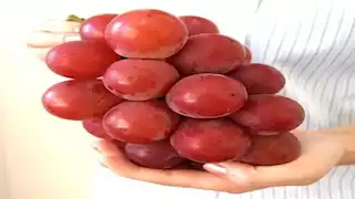 فاكهة صغيرة بقيمة كبيرة.. 4 فوائد صحية لتناول العنب بانتظام