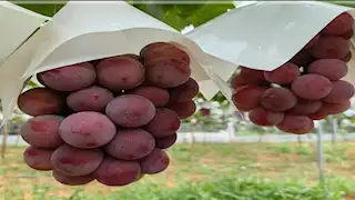 120 جنيهًا للكيلو العنب.. والشعبة توضح أسباب ارتفاع أسعاره بالأسواق