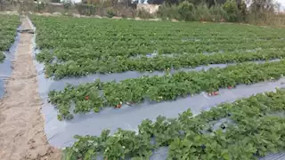 مهرجان الفراولة.. قصة حب بين الإسماعيلية وأميرتها الصغيرة -صور 