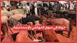 أفضل وقت لشراء أضحية.. جولة في سوق المواشي بالإسماعيلية