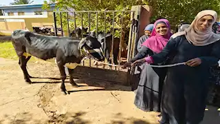 بقرة لكل سيدتَين مجانًا.. "الزراعة" توزع أبقارًا على سيدات وادي الصعايدة بأسوان -تفاصيل