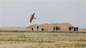 بتقنية حديثة.. الطيور الجارحة تتسابق في سماء الإسكندرية (صور)