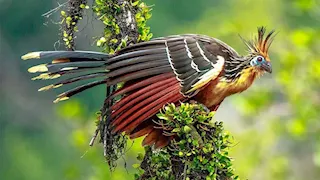 أغرب الحيوانات في العالم.. لن تصدق أن بعضها موجود فعلًا