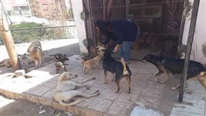 قصة مؤثرة حولت حياة فتاة لرعاية قطط وكلاب الشوارع بأسوان:"مكنتش بحبهم"