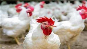 رئيس الشعبة: ضعف الإقبال على شراء الدواجن قبل رمضان بسبب زيادة الأسعار 