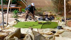 بتكلفة 300 جنيه.. كيف تستثمر في الأزولا بجنوب سيناء