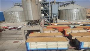 توريد 23 ألف  طن قمح  لشون وصوامع الوادي الجديد