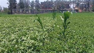 هل تأثرت المحاصيل الاستراتيجية بارتفاع درجات الحرارة؟.. "الزراعة" تجيب