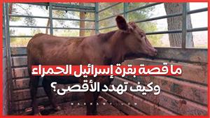 ما قصة بقرة إسرائيل الحمراء وكيف تهدد الأقصى؟