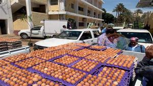 فيديو وصور.. الزراعة تطرح بيض المائدة بـ140 جنيها للمواطنين 