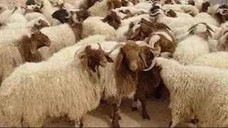 دليلك الشرعي عن الأضحية.. أهم 57 سؤالاً وإجابة شرعية من الإفتاء المصرية
