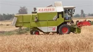 صوامع الشرقية تستقبل 423 ألف طن قمح