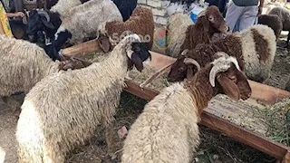تحذير من تناول الدهون الحيوانية في عيد الأضحى