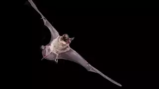  فيروسات جديدة تثير القلق.. اكتشاف 20 سلالة مميتة في خفافيش بالصين