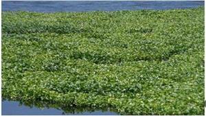 مفاجأة "ورد النيل" بالصور.. وزير الري: صناعات يدوية وفرص عمل وزيادة دخل