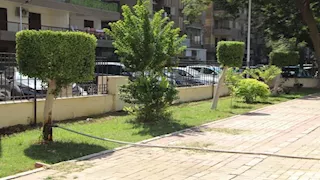 طاردة للناموس وتضفي طابعًا جماليًا.. زراعة أشجار جديدة في شارع أبو قير بالإسكندرية