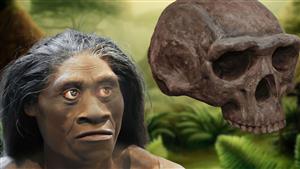 اكتشاف مثير عن الإنسان الهوبيت الذي عاش قبل 700 ألف سنة