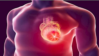 دراسة: الدهون الخفية بين الأنسجة العضلية تهديد صامت لصحة القلب والجسم