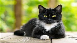 قطة تعود للحياة بعد 4 أيام من وفاتها- لن تتخيل ما حدث 