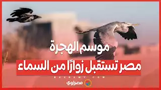 موسم الهجرة.. مصر تستقبل زوارًا من السماء