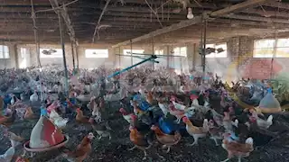 ارتفاع أسعار الدواجن اليوم السبت بالأسواق (موقع رسمي)