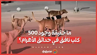 ما حقيقة وجود 500 كلب نافق في حدائق الأهرام؟