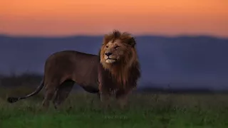 25 صورة مذهلة من أعماق الأدغال والحياة البرية