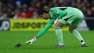  حارس بلجيكا يترك مرماه ويطارد "فأرًا" بتصفيات كأس العالم.. ما القصة ؟ (صور وفيديو)