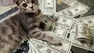 أغنى من نجوم هوليوود.. قطة إيطالية ترث 10 ملايين جنيه إسترليني