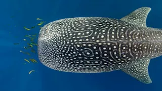 هديّة البحر لغزة.. حكاية سمكة القرش الحوتي التى كسرت حصار عامين