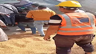 بالصور- انقلاب تريلا محملة بالقمح على الطريق الإقليمي في المنوفية