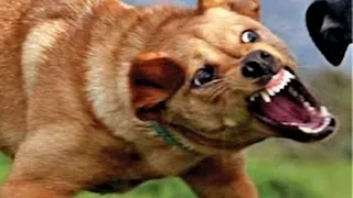 كلب مسعور يعقر 18 شخصًا في قرية العتمانية بأسيوط