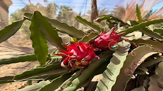 من مزرعة دراجون فروت بالإسماعيلية.. أسرار الفاكهة التي يصل سعر الكيلو منها 700 جنيه- صور