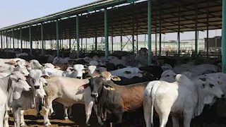 2140 رأس.. الوادي الجديد تبدأ تنفيذ مشروع تسمين الماشية بالخارجة