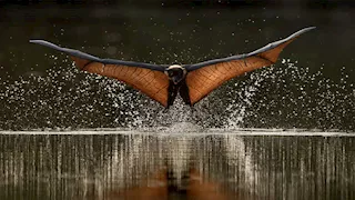  25 صورة فائزة في جوائز كروماتيك العالمية تخطف الأنظار