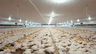 بأسعار مخفضة.. زراعة جنوب سيناء تطرح دواجن حية بمدينة نويبع