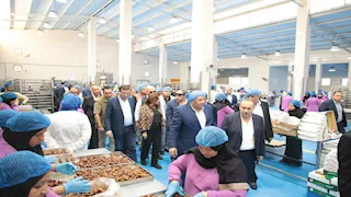 مشروع تمور الوادي الجديد يدخل مرحلة جديدة باستثمارات 23 مليون جنيه (صور)