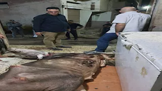 حملة بيطرية بالمنوفية تضبط 'سلخانة' تذبح عجولًا نافقة وتستخدم أختامًا مزوّرة