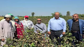 البحيرة تحتفل بيوم جني القطن.. أصناف جديدة تبشر بإنتاج وفير (صور)