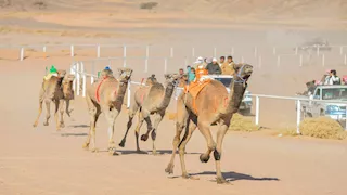 جنوب سيناء تحصد لقب الشوط الرئيسي.. اختتام سباق الهجن السنوي في نويبع -صور