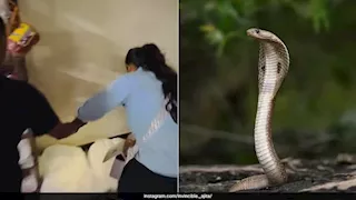 "منقذة الثعابين".. فتاة تصطاد كوبرا داخل مصنع بشجاعة (فيديو)