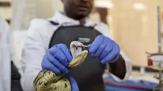 دراسة تكشف سر علاج موحد للدغات الثعابين.. تفاصيل 