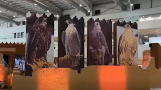 بمشاركة 45 دولة.. شاهد معرض الصقور والصيد السعودي الدولي 2025 (فيديو)