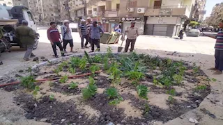 صور| تشجير محور الشعراوي بالسيدة نفيسة.. وزراعة 18 ألف شجرة بكفر الشيخ والدقهلية