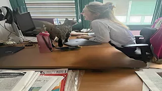   زيارة غير متوقعة.. قطة مصرية تدخل السفارة الألمانية في القاهرة (صور)