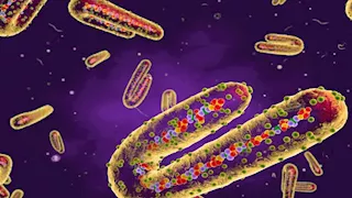  تم رصده بالقرب من جنوب السودان.. إثيوبيا تُسجل 3 وفيات بفيروس ماربورج النزفي