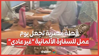 قطة مصرية تجعل يوم عمل للسفارة الألمانية "غير عادي"