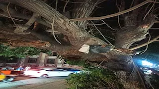 إزالة شجرة آيلة للسقوط وسط الإسكندرية.. والمحافظ يوجه بمسح شامل (صور)